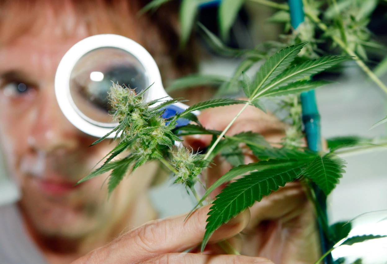 Cannabis medicinal: media sanción unánime en Diputados, pero sin autocultivo