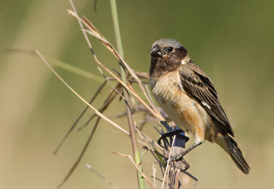 Descubren una nueva ave en la Argentina, pero está en peligro de extinción