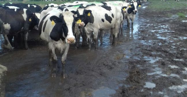 Por las inundaciones, Santa Fe pierde diariamente 1,2 millón de litros de leche