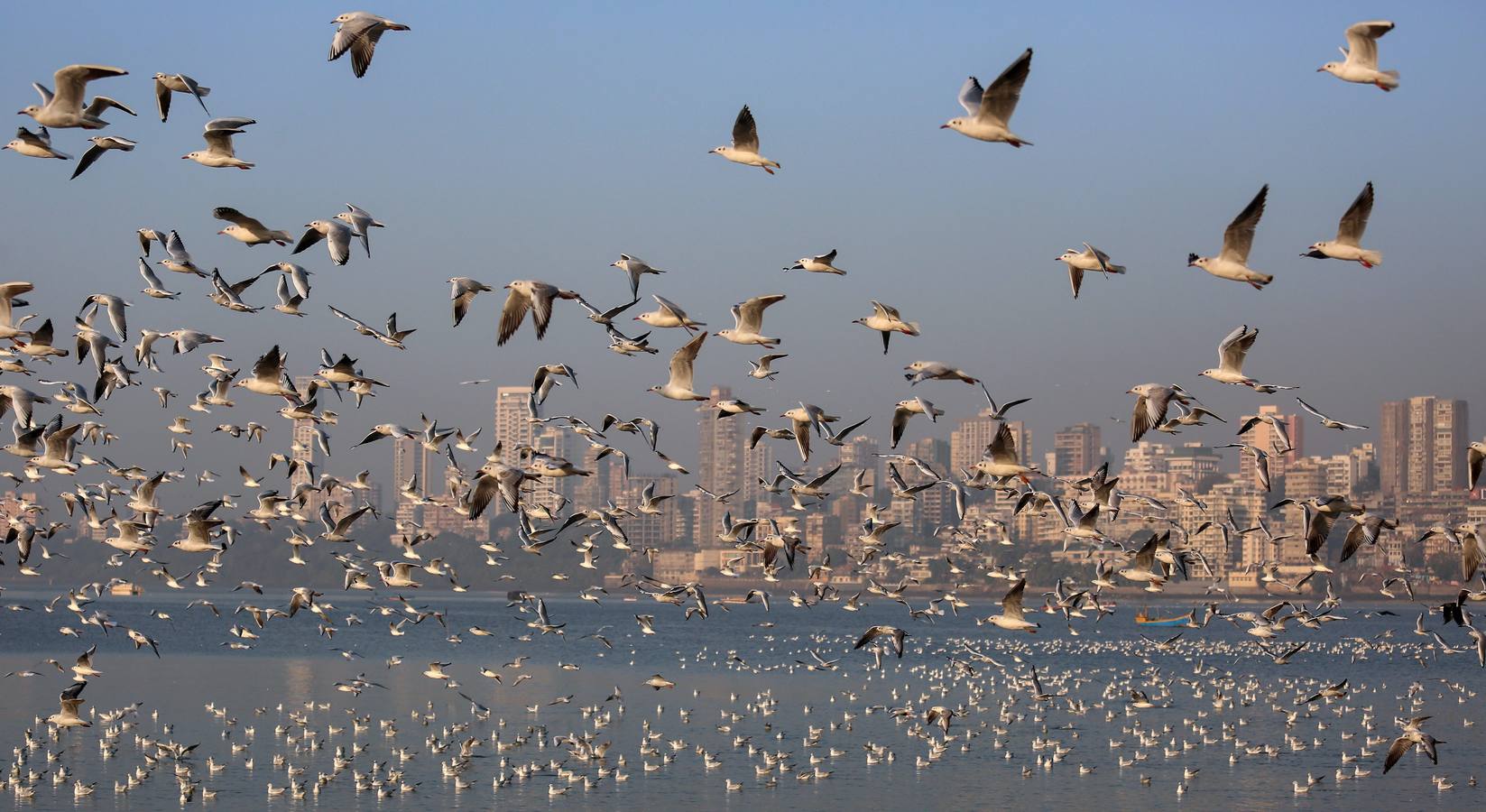 Científicos de Argentina y Estados Unidos estudian las aves migratorias para prevenir la gripe aviar