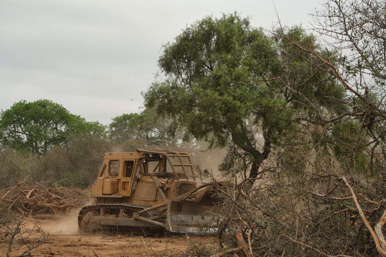 Son alarmantes los números de la deforestación en la Argentina