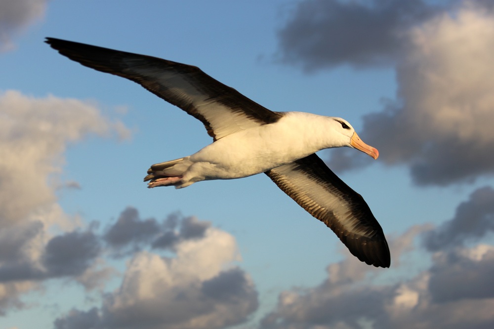Al rescate de los albatros